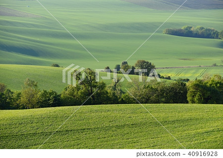 Moravian Tuscany,spring landscape in south Moravia 40916928
