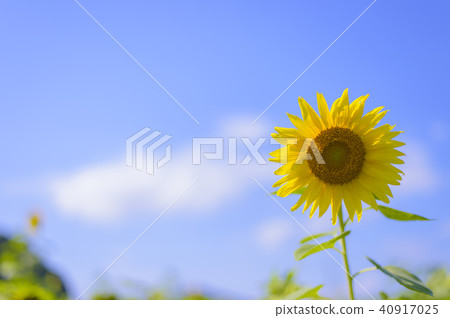 Sun of sunny day Sun Sun of sunny day Sun 40917025