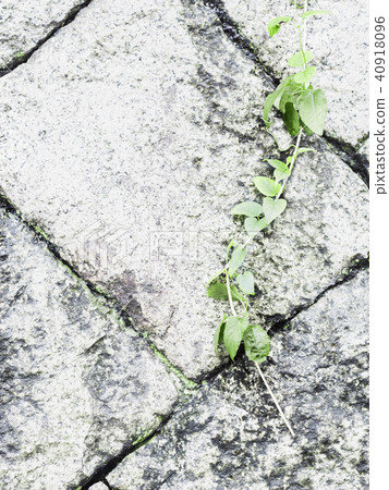 Wall ivy Wall ivy 40918096