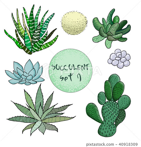 Succulent cactus collection. agave, aloe, gastraea, haworthia, echeveria, Pachyphytum, prickly pear, Succulent cactus collection. agave, aloe, gastraea, haworthia, echeveria, Pachyphytum, prickly pear, 40918309