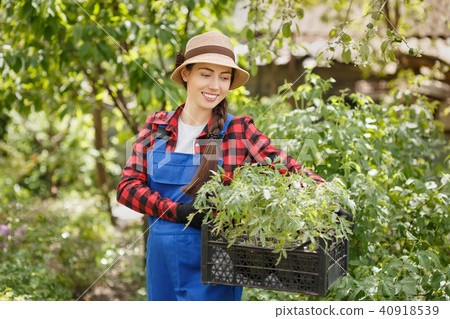 woman gardener holding seedlings of tomato in box 40918539