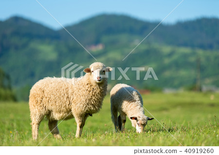 Sheeps in a meadow in the mountains 40919260