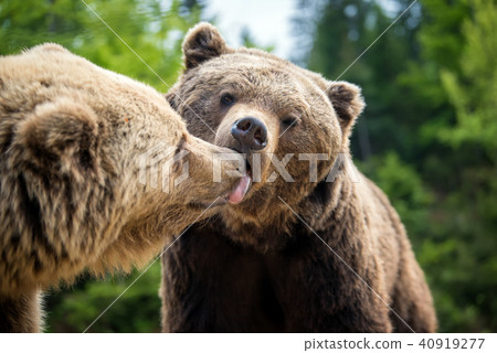 Brown bears in forest, giving a kiss Brown bears in forest, giving a kiss 40919277