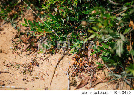 Green Lizard in the sand in the Fasano apulia Italy Green Lizard in the sand in the Fasano apulia Italy 40920430