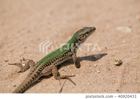 Green Lizard in the sand in the Fasano apulia Italy 40920431