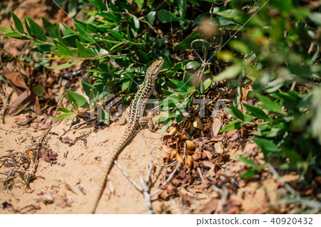 Green Lizard in the sand in the Fasano apulia Italy Green Lizard in the sand in the Fasano apulia Italy 40920432