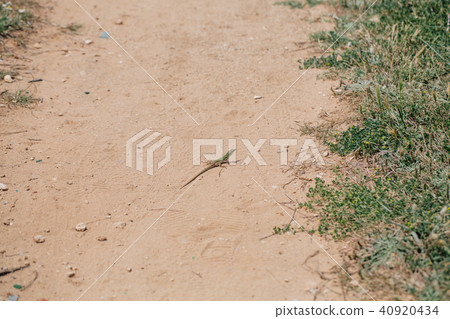 Green Lizard in the sand in the Fasano apulia Italy Green Lizard in the sand in the Fasano apulia Italy 40920434