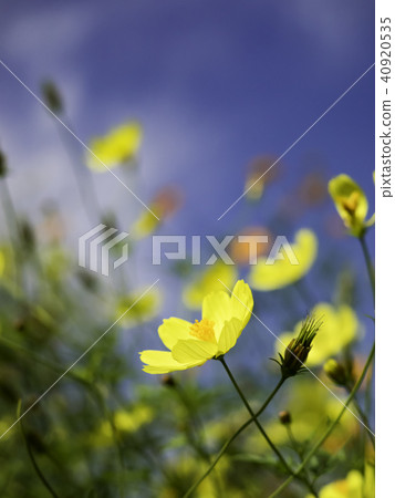 宇宙 宇宙 40920535