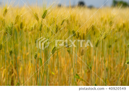 Golden wheat field Golden wheat field 40920549