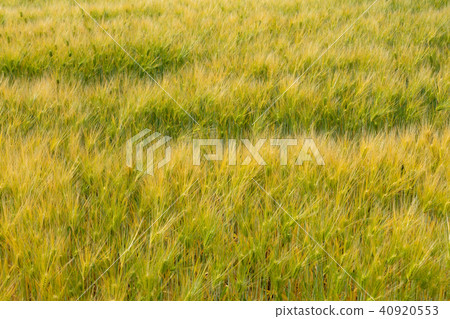 Golden wheat field 40920553