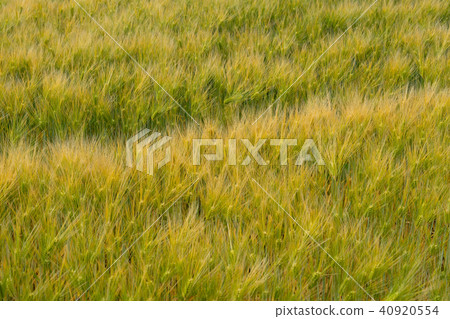 Golden wheat field Golden wheat field 40920554