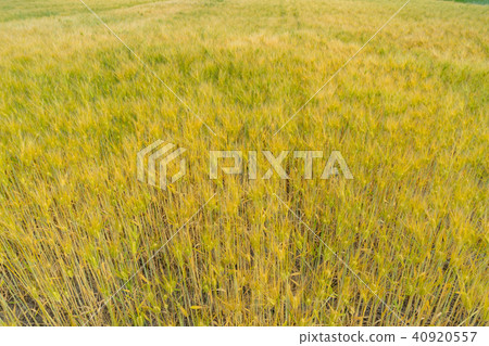 Golden wheat field 40920557