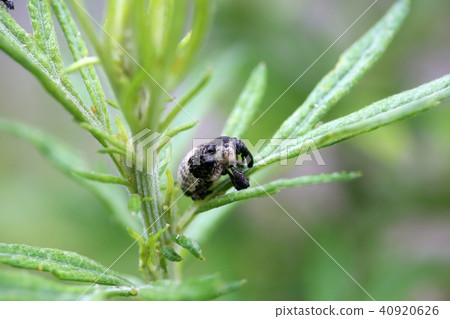  Bullfrog bean weevil 40920626