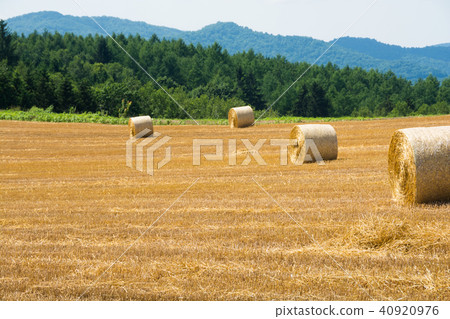 Wheat field with reaping and cotton rolls 40920976