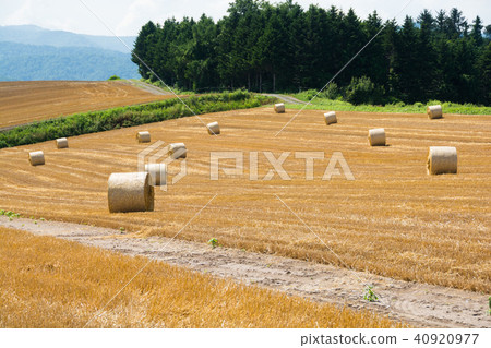 Wheat field with reaping and cotton rolls 40920977