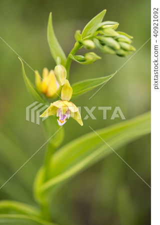 Kakiran Nagamibecho 40921092