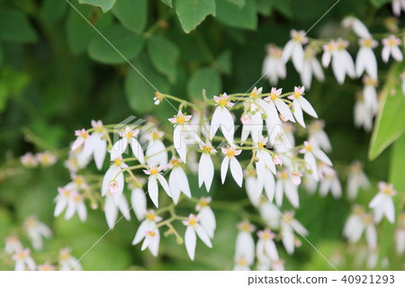 Yukinoshita flower 40921293