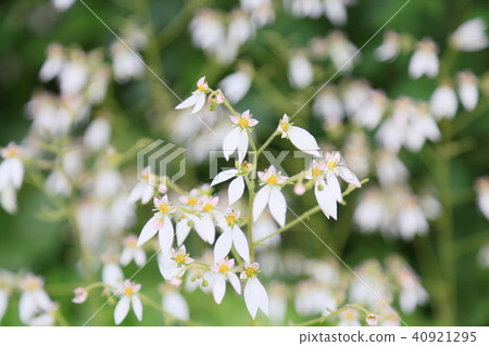 雪下花 雪下花 40921295