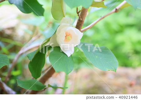 Flowers of Ooyama mortuary Flowers of Ooyama mortuary 40921446