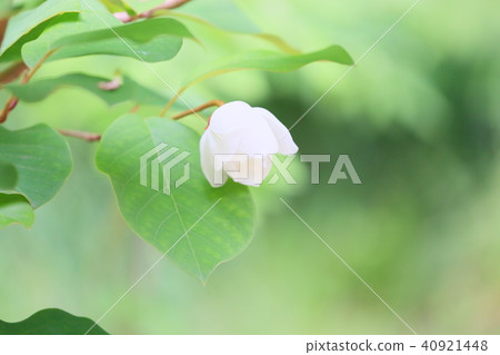 Ooyama太平間的花 40921448