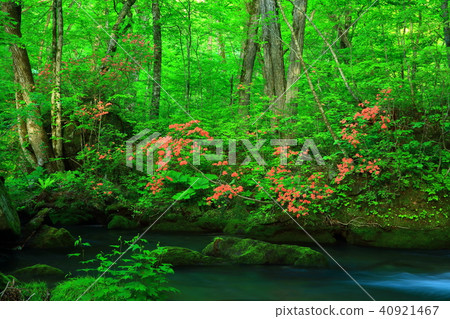 新鮮的綠色Oirase小河 40921467