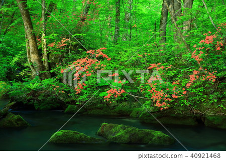 新鮮的綠色Oirase小河 40921468