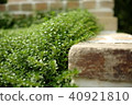 園藝 40921810