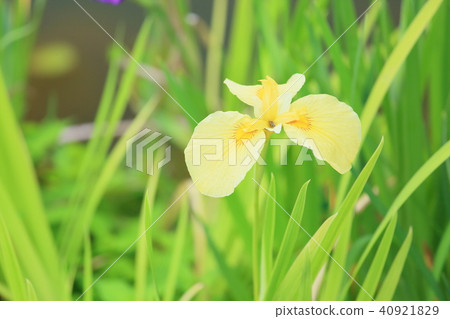 Hanabishi flower 40921829