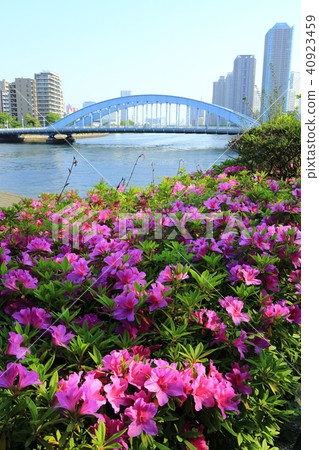 A flower of azalea boasting along the Sumida River and a persistent bridge A flower of azalea boasting along the Sumida River and a persistent bridge 40923459