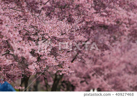 Okamezakura 40927468