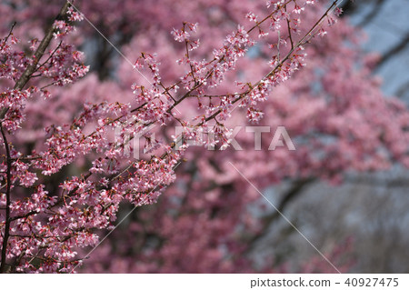 Okamezakura 40927475