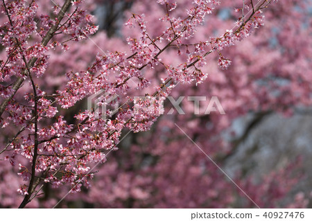 Okamezakura 40927476