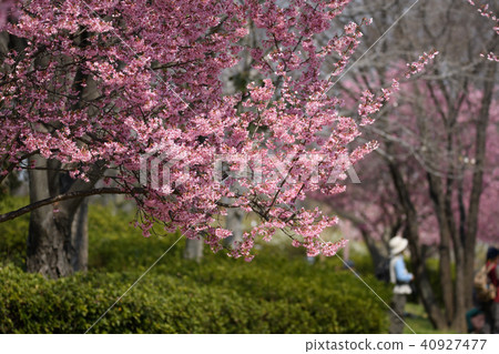 Okamezakura 40927477