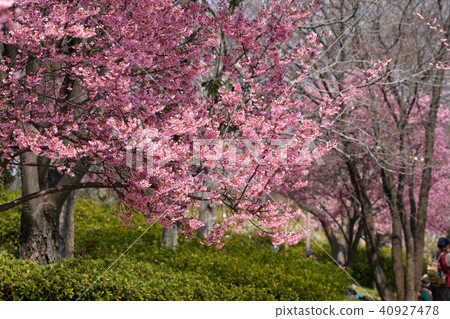 Okamezakura 40927478