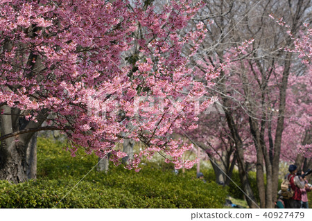 Okamezakura 40927479