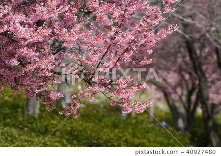 Okamezakura 40927480