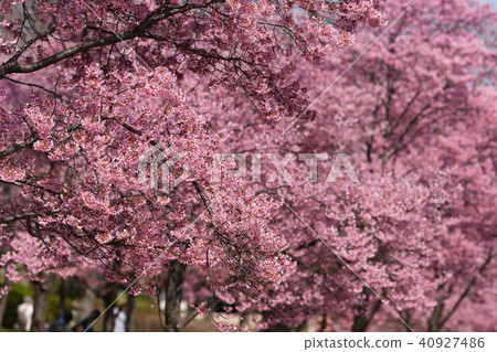 Okamezakura 40927486