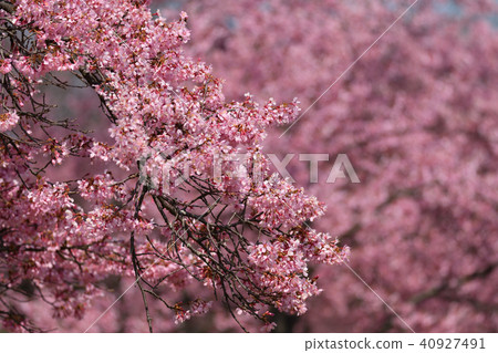 Okamezakura 40927491