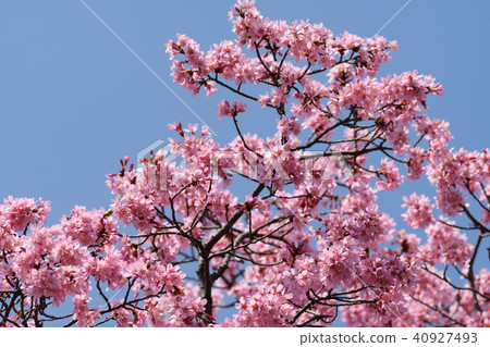 Okamezakura 40927493