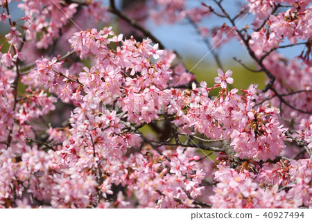 Okamezakura 40927494