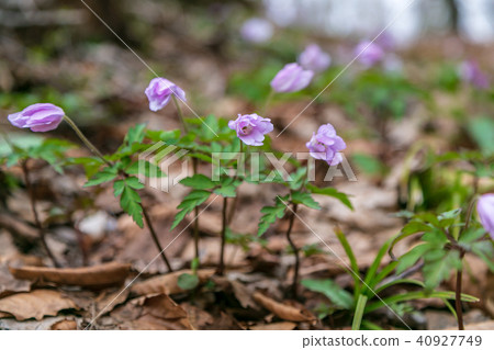 Myoko Takahara Sasagamine山野草 40927749