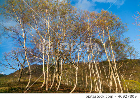 Myoko Takahara Sasagamine Myoko Takahara Sasagamine 40927809
