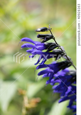 紫色鼠尾草花 照片素材 圖片 圖庫