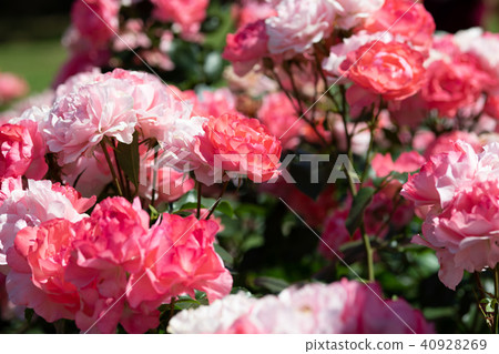 Pink rose "Jardin de France" flower up Pink rose "Jardin de France" flower up 40928269