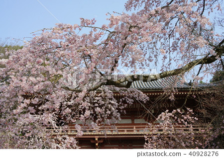 Cherry Blossoms Cherry Blossoms 40928276