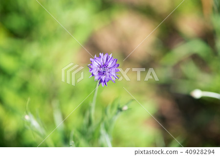 Up of a flower of a purple Yagurumagiku 40928294