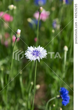 Up of a flower of a purple Yagurumagiku Up of a flower of a purple Yagurumagiku 40928295