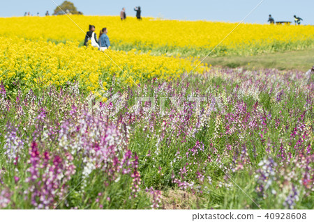 Awagi flower scoured rape blossoms 40928608