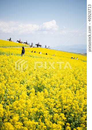 Awagi flower scoured rape blossoms 40928713