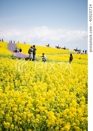 Awagi flower scoured rape blossoms 40928714